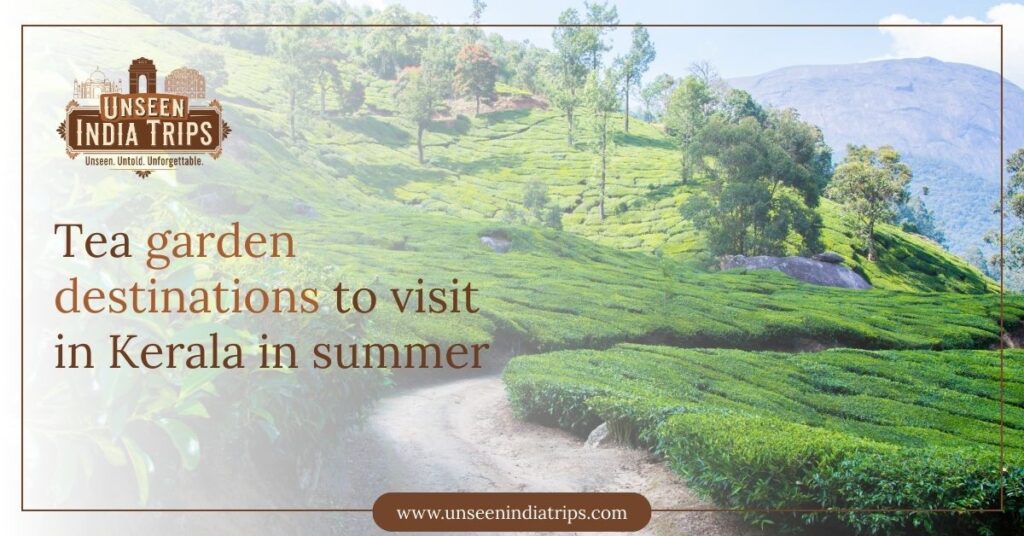 Tea garden destinations to visit in Kerala in summer